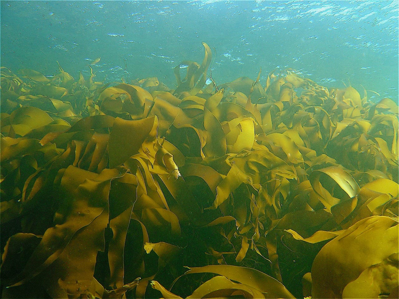 Why are kelp forest important ?