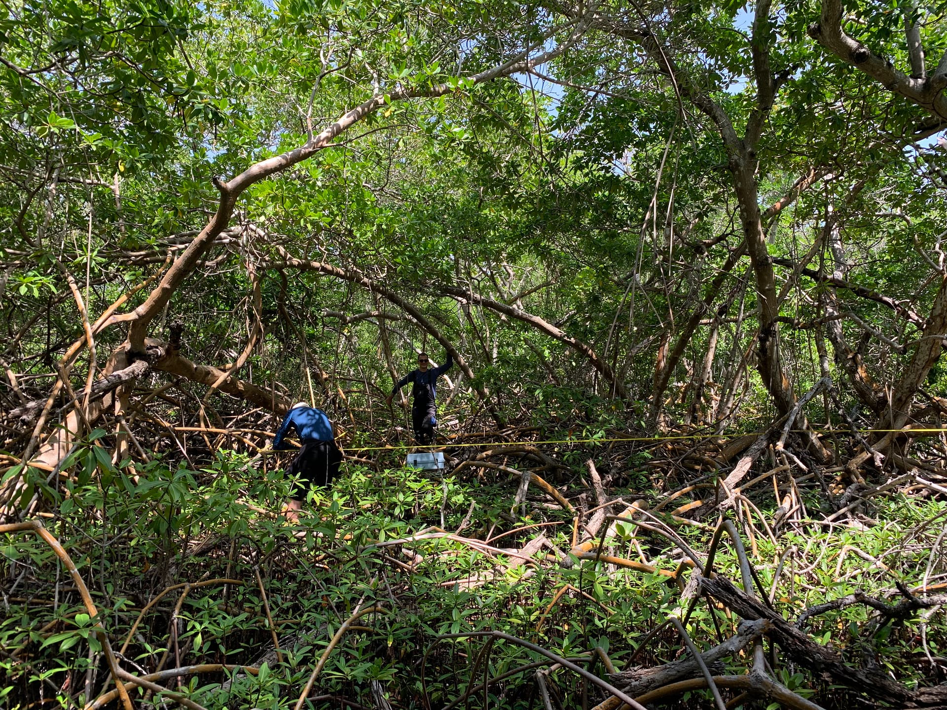 Sharing 40 years’ experience of working on mangroves – the generous forests of the tidal zone